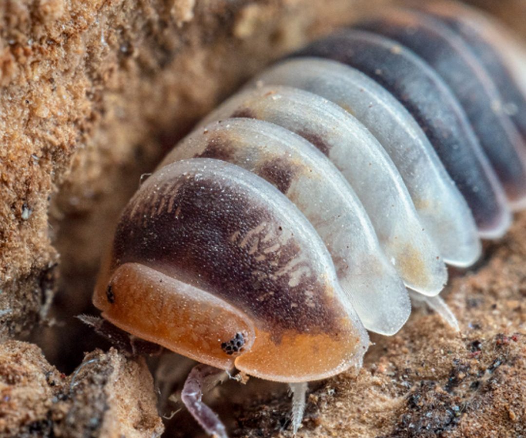 isopod 1